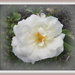 White Flower Carpet Rose by kiwiflora