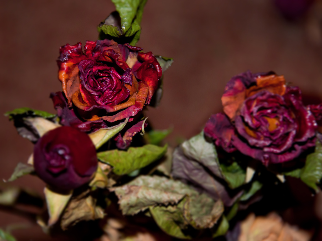 roses by walia