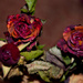 roses by walia