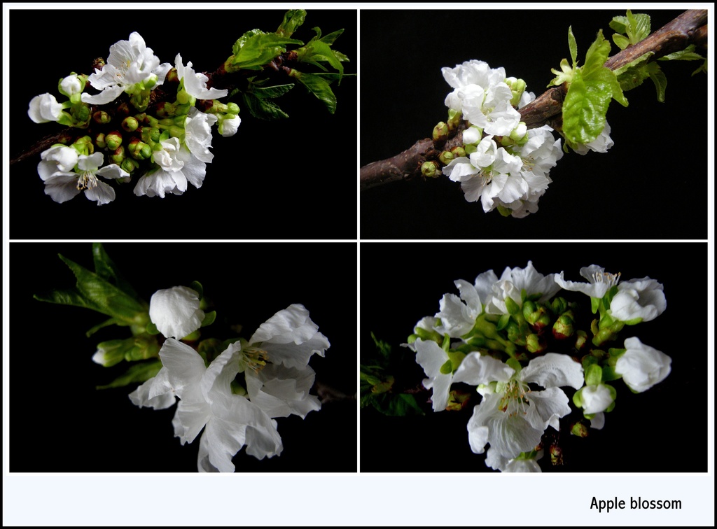 Apple blossom by pyrrhula