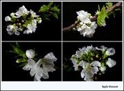 28th Feb 2013 - Apple blossom