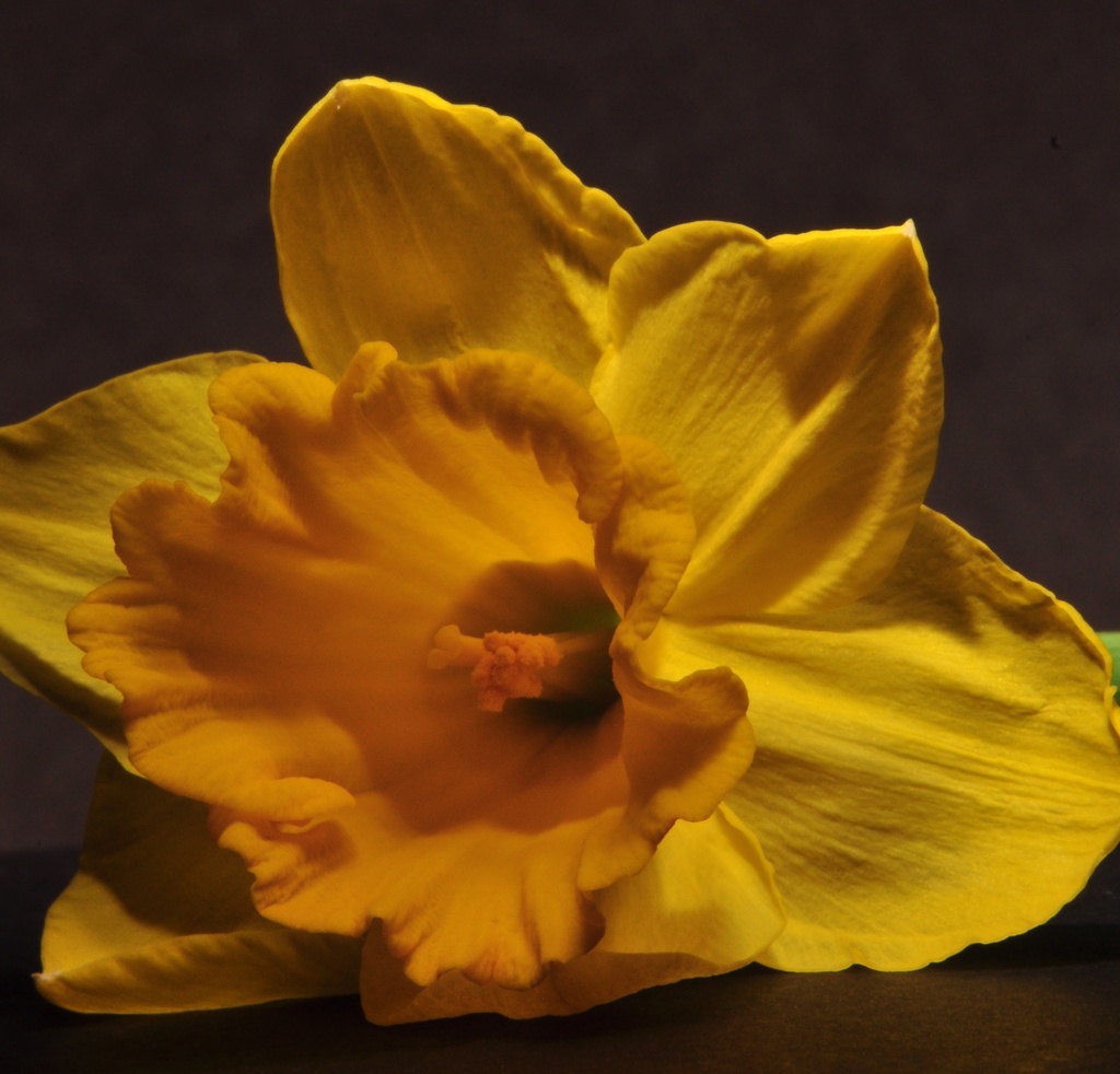 Daffodil by jayberg
