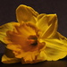 Daffodil by jayberg