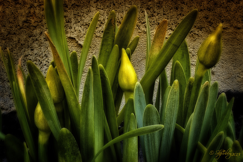 Daffodils  by skipt07