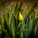Daffodils  by skipt07