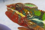 1st Mar 2013 - Chameleon