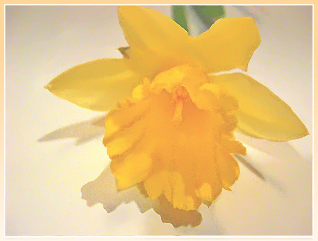 I Wish My Daffodils Would Bloom! by olivetreeann