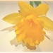 I Wish My Daffodils Would Bloom! by olivetreeann