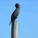 Cormorant by wenbow