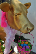 1st Mar 2013 - Springtime's Flamboyant Golden Cow ?