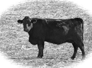 19th Feb 2013 - Cow