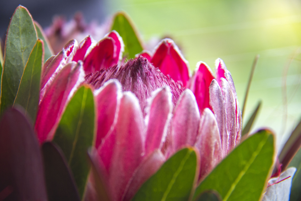 protea by corymbia