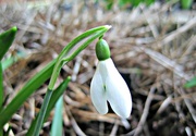 2nd Mar 2013 - 'flower(s)': this snowdrop..............