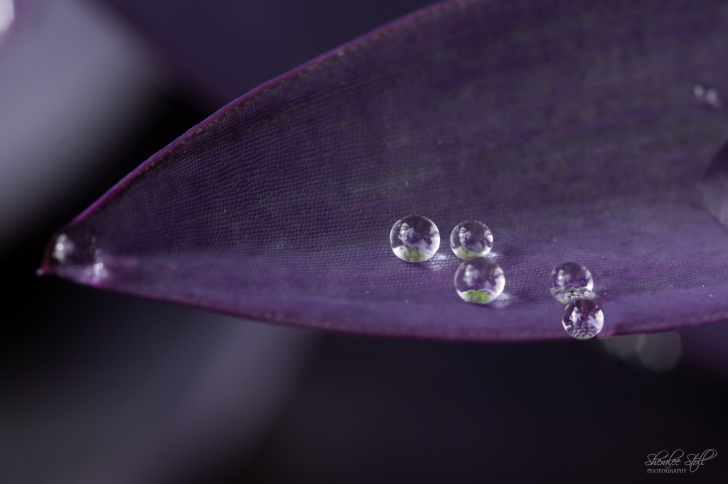 Droplet II by bella_ss