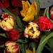 Tulips by rosbush