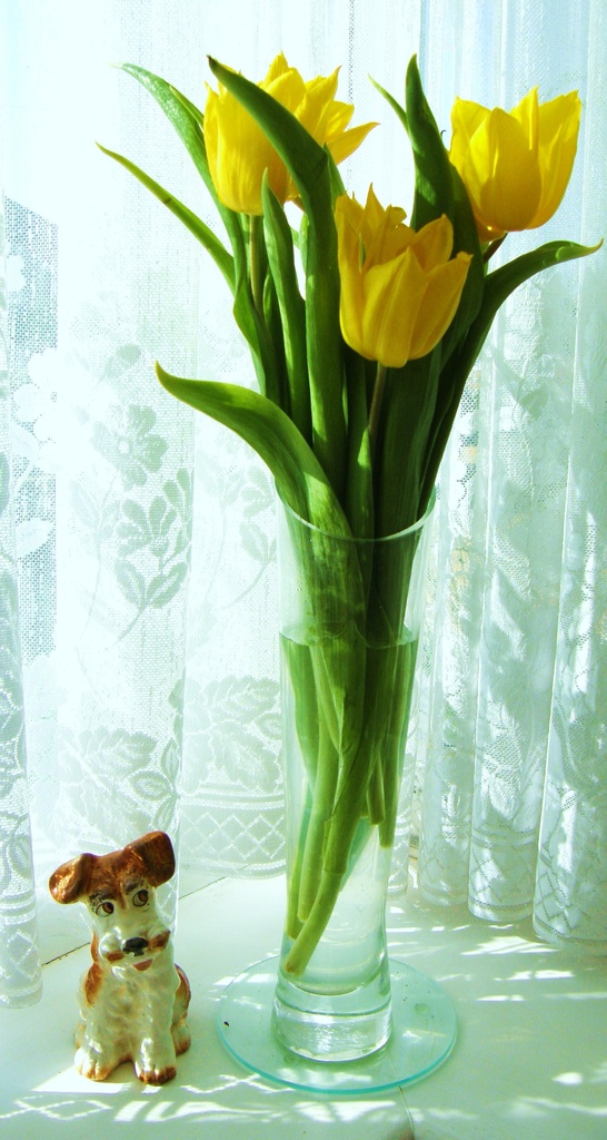 Tulips--* from Amsterdam* !! by beryl