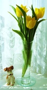 2nd Mar 2013 - Tulips--* from Amsterdam* !!