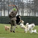 To play with the dogs by parisouailleurs