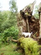 8th Aug 2010 - Mortimer forest oaks.