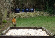 1st Mar 2013 - Tails from the bird table 03 - Robin Returns
