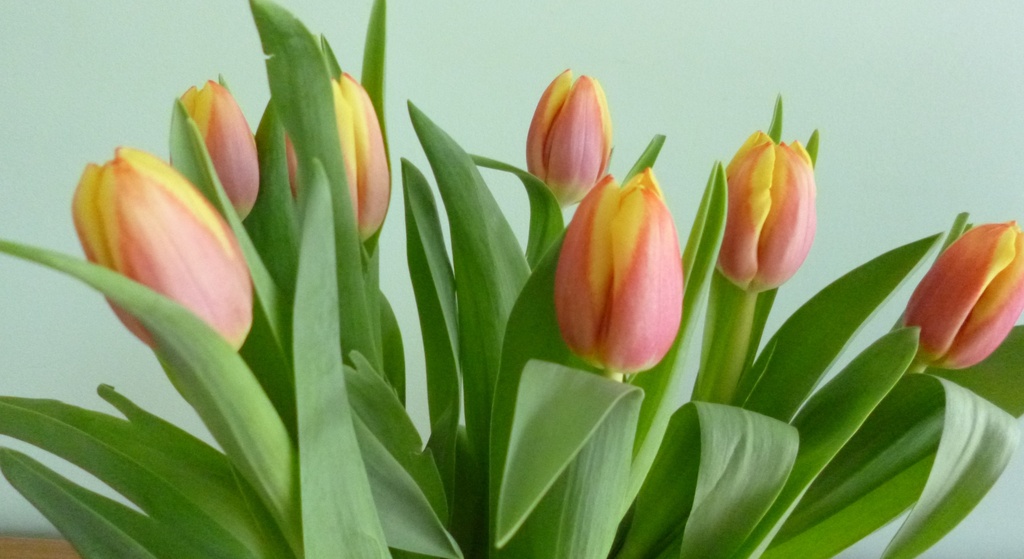 Tulips by lellie