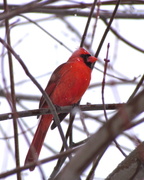 7th Feb 2013 - Cardinal