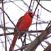 Cardinal by juletee