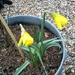 First daffodils in the garden by jennymdennis