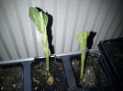 1st Mar 2013 - Broad beans shooting up