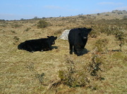 2nd Mar 2013 - Cows on Pew tor