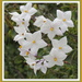 Solanum jasminoides - potato vine by kiwiflora