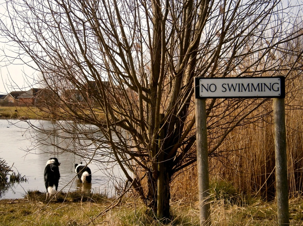 I'm Not Swimming, I'm Paddling! by helenmoss