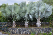 2nd Mar 2013 - Palm Trees 