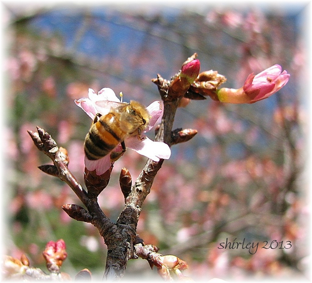 bursting into spring by mjmaven