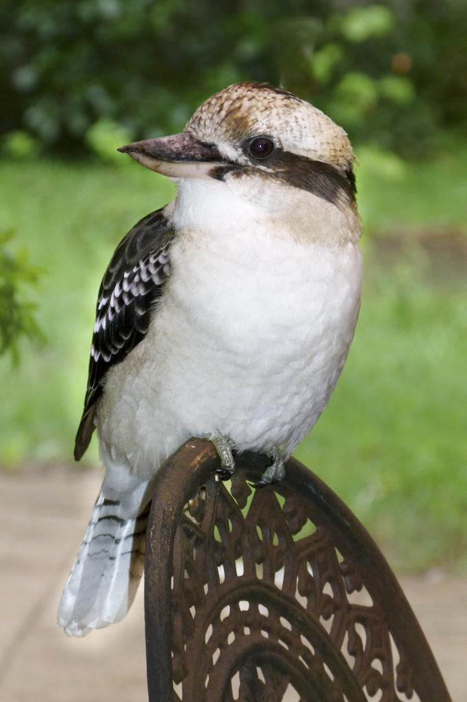 A Kookaburra Came to Call by onewing