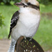 A Kookaburra Came to Call by onewing