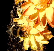 3rd Mar 2013 - Sunshiny bee