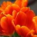 Orange tulips by jankoos