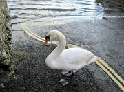 3rd Mar 2013 - I prefer the graceful 'lines' of the swan