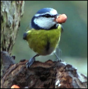 2nd Mar 2013 - blue tit 2