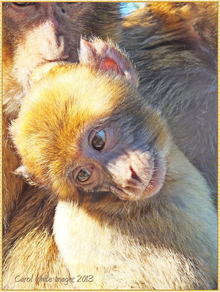 Baby Macaque by carolmw