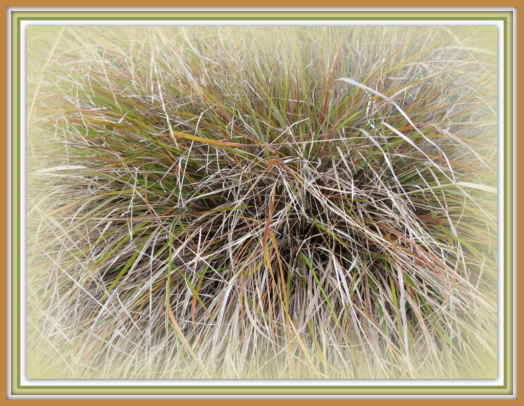 Anemanthele lessoniana - New Zealand wind grass by kiwiflora