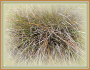 4th Mar 2013 - Anemanthele lessoniana - New Zealand wind grass