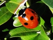3rd Mar 2013 - *Ladybird, ladybird -----*