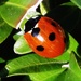 *Ladybird, ladybird -----* by beryl