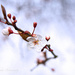 Another hint of Spring... by traceywhickerphotography