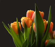 18th Feb 2013 - Birthday Tulips