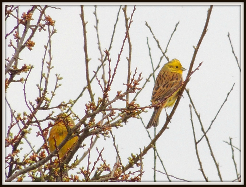 A pair of yellowhammers by rosiekind