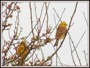 3rd Mar 2013 - A pair of yellowhammers