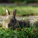 Le bébé lapin by parisouailleurs
